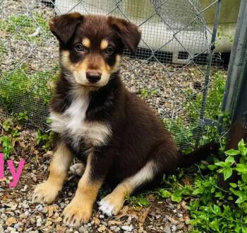 Shepherd Dogs Available for Adoption in Aurora, Illinois - Molly | PetCurious