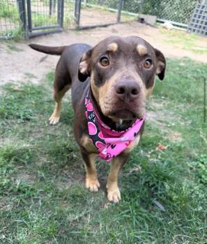 American Staffordshire Terrier and Rottweiler Dogs Available for Adoption in Polk, Ohio - Riann | PetCurious