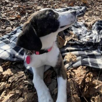 Beagle Dogs Available for Adoption - Grace | PetCurious