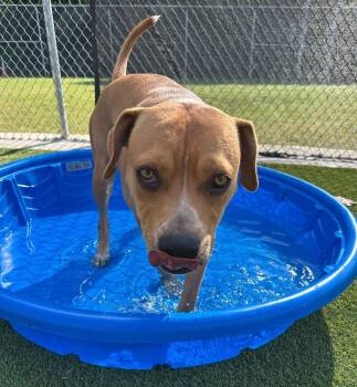 Terrier Dogs Available for Adoption in Athens, Tennessee - Sammy | PetCurious