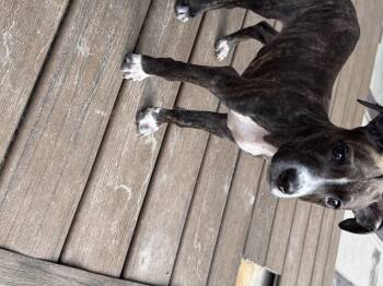 Frank -  Labrador Retriever and Boxer Dog for Adoption in Lutz, Florida - Frank | PetCurious