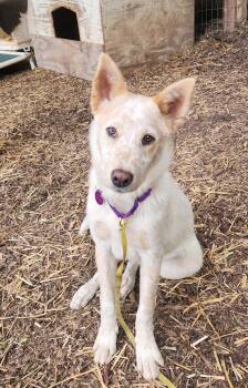 Australian Cattle Dog Blue Heeler Dogs Available for Adoption in Paso Robles, California - Speckles | PetCurious