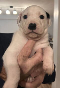 Rescue Retriever Dogs for Adoption in Stephens City, Virginia - Puppy 0565 | PetCurious