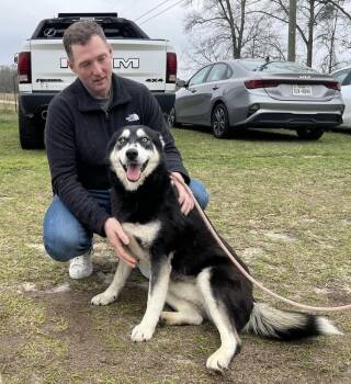 Rescue Husky and German Shepherd Dog Dogs for Adoption in Troy, Alabama - Sky | PetCurious