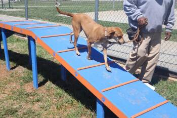 Zoey -  Beagle and Hound Dog for Adoption in Goshen, Kentucky - Zoey | PetCurious
