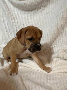 Boxer Dogs Available for Adoption in Naperville, Illinois - Huckleberry | PetCurious