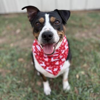 Rescue Labrador Retriever Dogs for Adoption in Lucas, Texas - TOOTSIE GS | PetCurious
