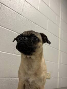 Pug Dogs Available for Adoption - AGENT F | PetCurious