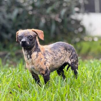 Sandy Cheeks -  Chihuahua Dog for Adoption in Hollister, Florida - Sandy Cheeks | PetCurious