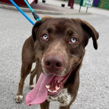 Pointer and Catahoula Leopard Dog Dogs Available for Adoption in Niagara Falls, Ontario - Pluto (20260417-02) | PetCurious