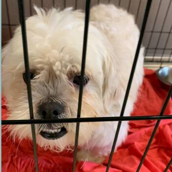 Maltese and Bichon Frise Dogs Available for Adoption in Loxahatchee Groves, Florida - Tuff AKA Marley 0132 | PetCurious