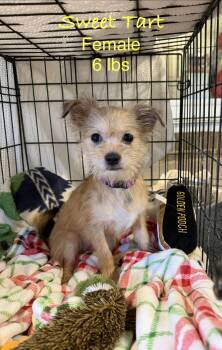 Sweet Tart -  Terrier Dog for Adoption in Kings Mountain, North Carolina - Sweet Tart | PetCurious