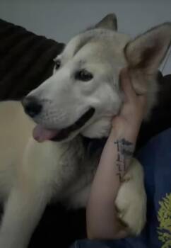 Husky and German Shepherd Dog Dogs Available for Adoption in Fayetteville, West Virginia - Alpha | PetCurious