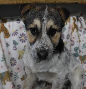 Shepherd Dogs Available for Adoption in Thief River Falls, Minnesota - Harlow | PetCurious