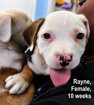 Rayne -  Labrador Retriever and Terrier Dog for Adoption in Carmel Hamlet, New York - Rayne | PetCurious