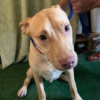 Gus -  Vizsla and None Dog for Adoption in San Diego, California - Gus | PetCurious