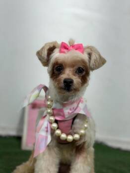 Elsa-One of our Amazing Rescue Dogs -  Miniature Poodle and Mixed Breed Dog for Adoption in Carlsbad, California - Elsa-One Of Our Amazing Rescue Dogs | PetCurious