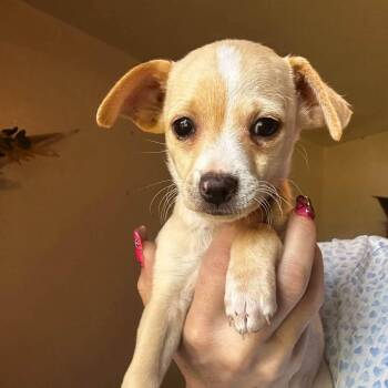 Crep -  Chihuahua Dog for Adoption in Seal Beach, California - Crep | PetCurious