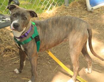 Pit Bull Terrier Dogs Available for Adoption - Pikachu | PetCurious