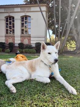Rescue Siberian Husky Dogs for Adoption - Milky Way | PetCurious