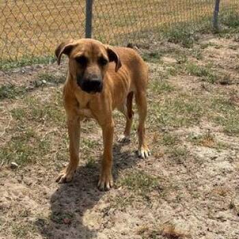 Shepherd and Pit Bull Terrier Dogs Available for Adoption in Valdosta, Georgia - Juneau | PetCurious