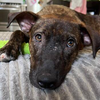 Gracie -  Mixed Breed Dog for Adoption in Sandwich, Massachusetts - Gracie | PetCurious