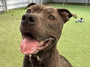 Pit Bull Terrier Dogs Available for Adoption - NYLE | PetCurious