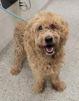 Cozy -  Poodle and Mixed Breed Dog for Adoption in Kansas City, Missouri - Cozy | PetCurious