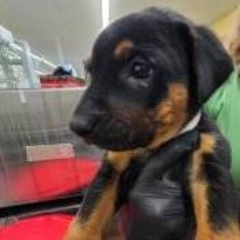Uzi -  Bloodhound and German Shepherd Dog Dog for Adoption in West Palm Beach, Florida - Uzi | PetCurious