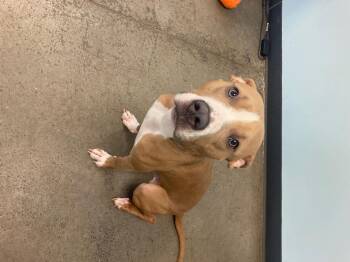 Rescue Mixed Breed Dogs for Adoption in Mishawaka, Indiana - Calico | PetCurious