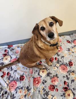 Pebbles -  Labrador Retriever and Hound Dog Available for Adoption - Pebbles | PetCurious