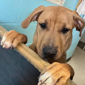 Labrador Retriever and Mastiff Dogs Available for Adoption in St. Thomas, Ontario - Patrick | PetCurious