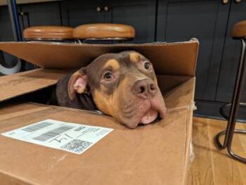 Mixed Breed Dogs Available for Adoption in Chamblee, Georgia - Aj Mckee - ADOPTED | PetCurious