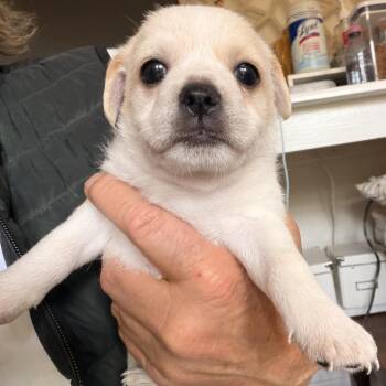 Chihuahua and Jack Russell Terrier Dogs Available for Adoption in Long Beach, California - Pinky/Courtesy Post_2_3 | PetCurious