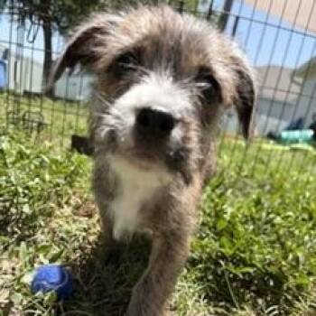 Toph -  Mixed Breed Dog for Adoption in Lehigh Acres, Florida - Toph | PetCurious