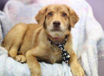 Edison in NH. Come Meet our Adoptable Dogs Wednesday-Saturday. M -  Australian Shepherd Dog for Adoption in Manchester, New Hampshire - Edison In NH. Come Meet Our Adoptable Dogs Wednesday-Saturday. M | PetCurious