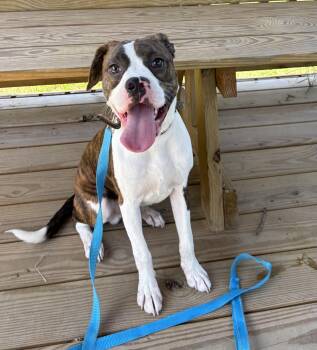 Momo -  Boxer and Beagle Dog for Adoption in Louisa, Virginia - Momo | PetCurious