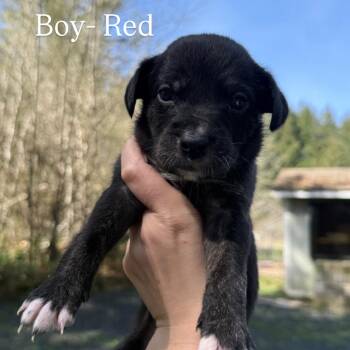 Border Collie Dogs Available for Adoption in Tacoma, Washington - Red | PetCurious