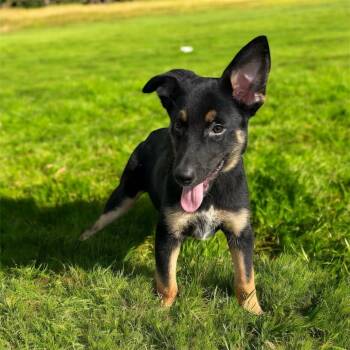 Rescue Shepherd Dogs for Adoption in Brownstown, Indiana - Smudge | PetCurious
