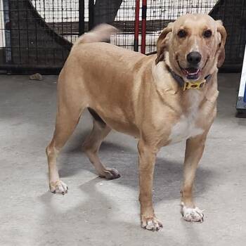 FESTUS -  Hound and Yellow Labrador Retriever Dog for Adoption in Chicopee, Massachusetts - FESTUS | PetCurious