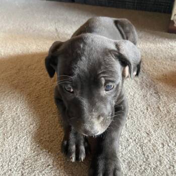 Trixie -  Pit Bull Terrier Dog for Adoption in Columbia, Missouri - Trixie | PetCurious