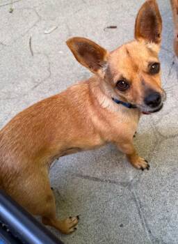 26Koha -  Chihuahua Dog for Adoption in Shingle Springs, California - 26Koha | PetCurious