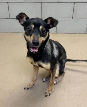 Baby Spice -  Mixed Breed Dog for Adoption in Nashville, Tennessee - Baby Spice | PetCurious