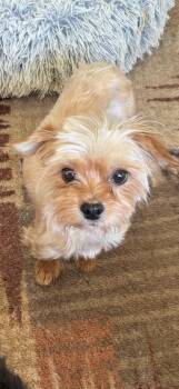 Rescue Yorkshire Terrier Dogs for Adoption in Eighty Four, Pennsylvania - Lizzy | PetCurious