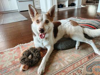 Rescue Australian Cattle Dog Blue Heeler Dogs for Adoption in Jackson, Wyoming - Cheddar | PetCurious