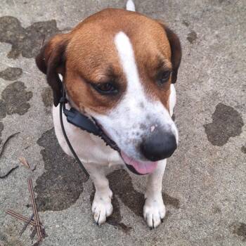 Jack -  Treeing Walker Coonhound Dog for Adoption in Valley, Alabama - Jack | PetCurious