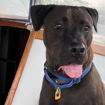 Jack -  Labrador Retriever and American Bully Dog for Adoption in Toronto, Ontario - Jack | PetCurious
