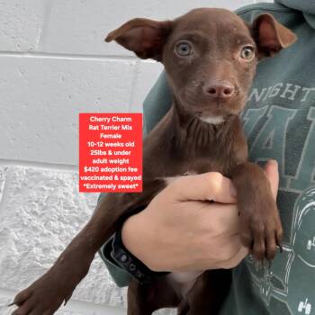 Rat Terrier Dogs Available for Adoption - Cherry Charm | PetCurious