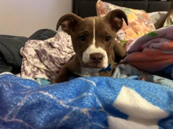 Terrier Dogs Available for Adoption in Plainfield, Illinois - Puppycat | PetCurious