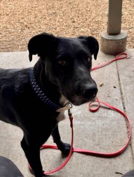 PEARL -  Labrador Retriever and Mixed Breed Dog for Adoption in South Lake Tahoe, California - PEARL | PetCurious
